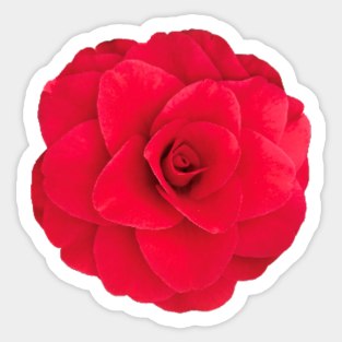 Red Camellia Bloom Close-up Sticker